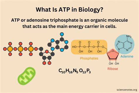 ATP: How It Works, How It's Made, and Why It's Important .